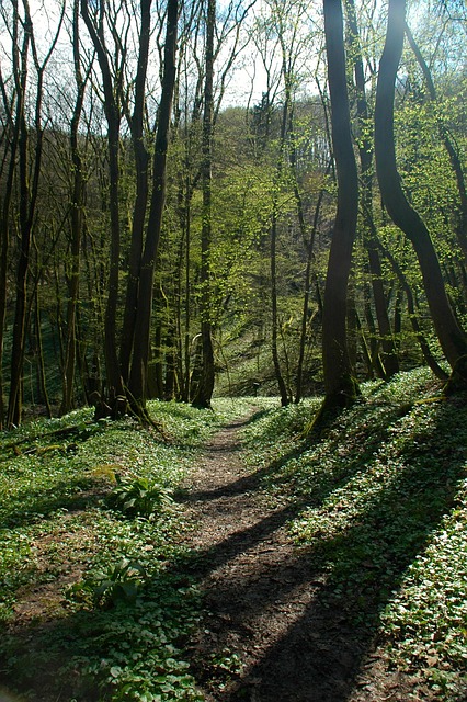 Wald Sonne. Pfad
